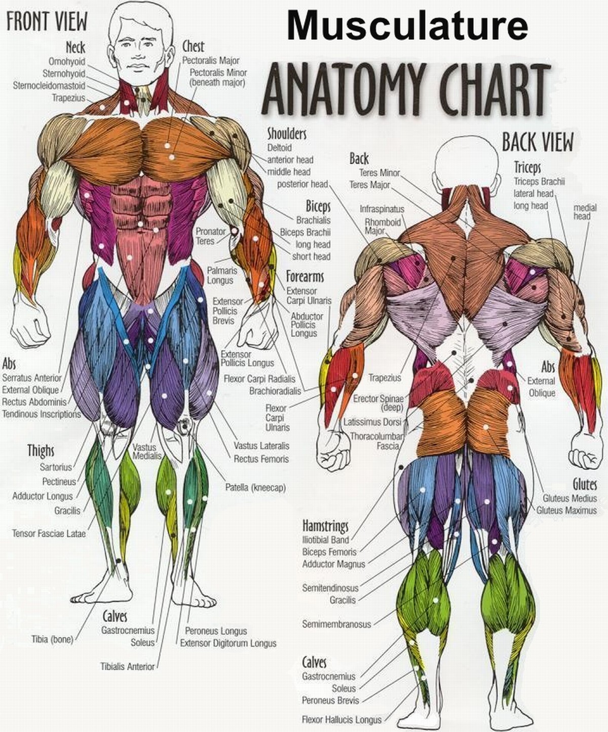 anatomy-big